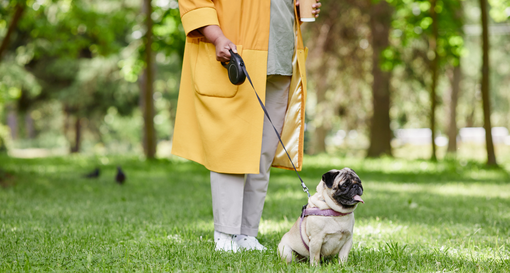 Leash Training