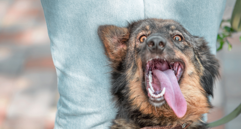 4 Reasons Your Dog’s Tongue Sticks Out: Understanding the Causes